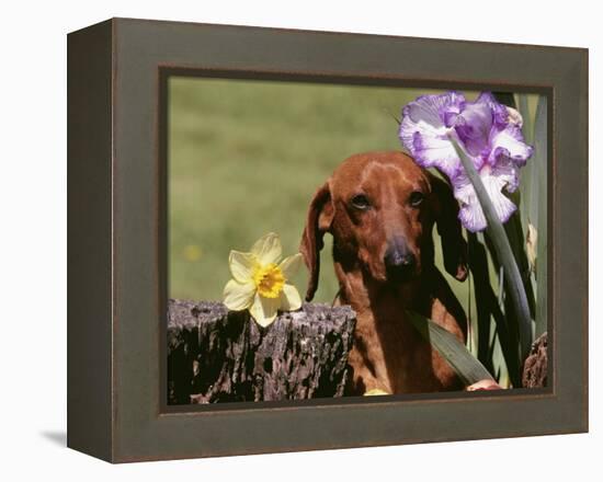 Dachshund Dog Amongst Flowers, USA-Lynn M. Stone-Framed Premier Image Canvas