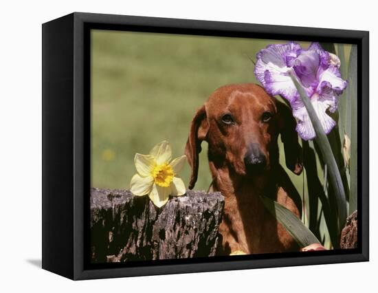 Dachshund Dog Amongst Flowers, USA-Lynn M. Stone-Framed Premier Image Canvas