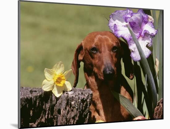 Dachshund Dog Amongst Flowers, USA-Lynn M. Stone-Mounted Photographic Print