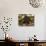 Dachshund Dog Amongst Flowers, USA-Lynn M. Stone-Photographic Print displayed on a wall