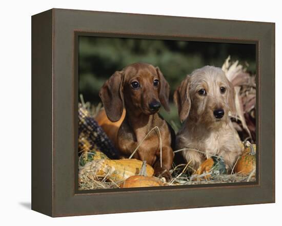 Dachshund Dog Puppies, Smooth Haired and Wire Haired-Lynn M. Stone-Framed Premier Image Canvas