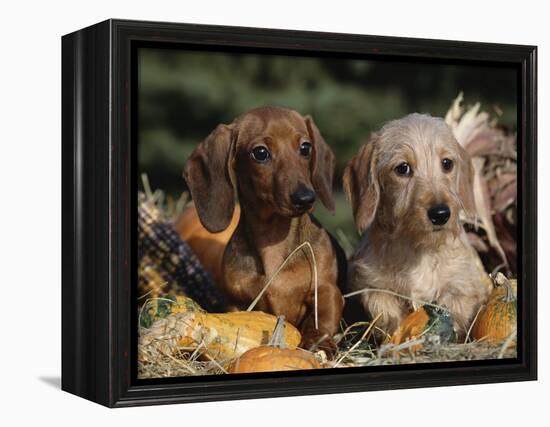 Dachshund Dog Puppies, Smooth Haired and Wire Haired-Lynn M. Stone-Framed Premier Image Canvas