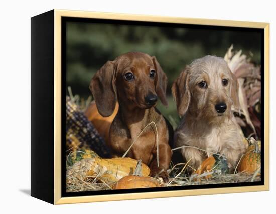 Dachshund Dog Puppies, Smooth Haired and Wire Haired-Lynn M. Stone-Framed Premier Image Canvas