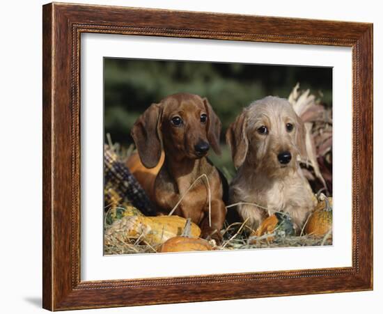 Dachshund Dog Puppies, Smooth Haired and Wire Haired-Lynn M. Stone-Framed Photographic Print