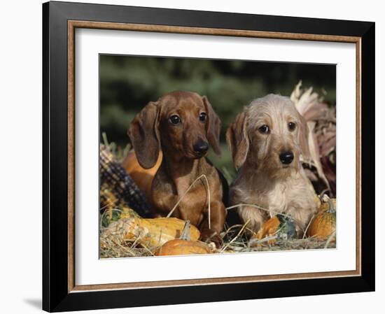 Dachshund Dog Puppies, Smooth Haired and Wire Haired-Lynn M. Stone-Framed Photographic Print