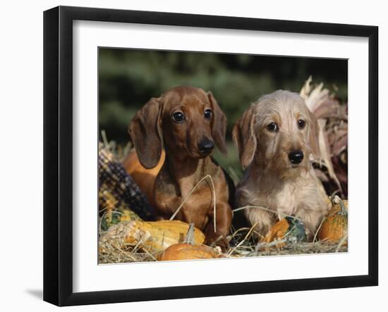 Dachshund Dog Puppies, Smooth Haired and Wire Haired-Lynn M. Stone-Framed Photographic Print