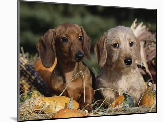 Dachshund Dog Puppies, Smooth Haired and Wire Haired-Lynn M. Stone-Mounted Photographic Print