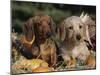 Dachshund Dog Puppies, Smooth Haired and Wire Haired-Lynn M. Stone-Mounted Photographic Print