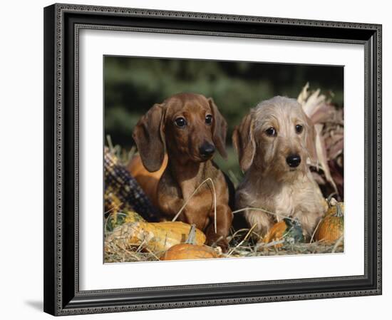 Dachshund Dog Puppies, Smooth Haired and Wire Haired-Lynn M. Stone-Framed Photographic Print