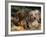 Dachshund Dog Puppies, Smooth Haired and Wire Haired-Lynn M. Stone-Framed Photographic Print