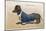 Dachshund Dressed as a Man-null-Mounted Photographic Print