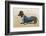 Dachshund Dressed as a Man-null-Framed Photographic Print