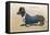 Dachshund Dressed as a Man-null-Framed Premier Image Canvas