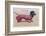 Dachshund Dressed as a Woman-null-Framed Photographic Print