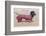 Dachshund Dressed as a Woman-null-Framed Photographic Print