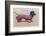 Dachshund Dressed as a Woman-null-Framed Photographic Print