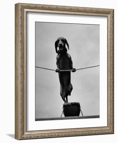 Dachshund in Training-Hansel Mieth-Framed Photographic Print