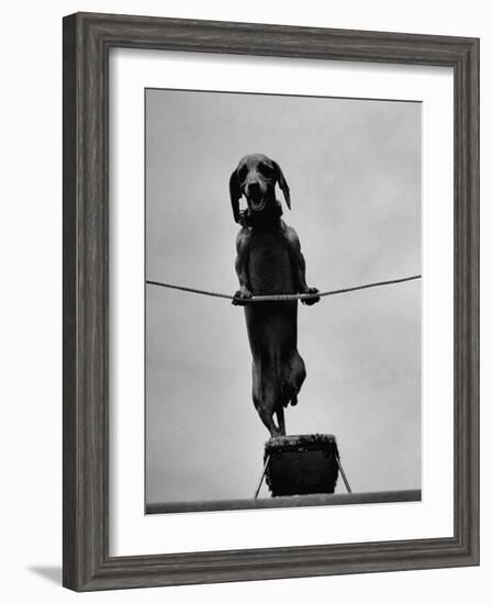 Dachshund in Training-Hansel Mieth-Framed Photographic Print