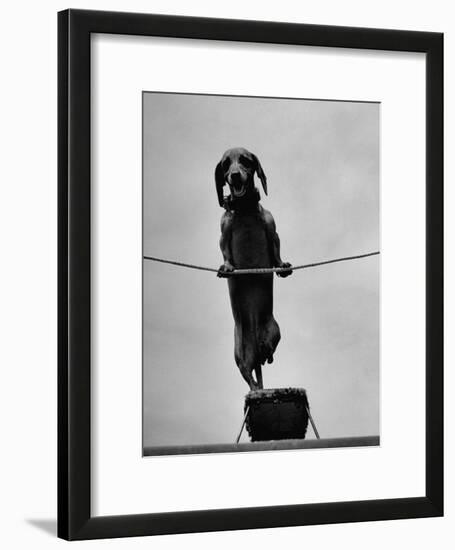 Dachshund in Training-Hansel Mieth-Framed Photographic Print