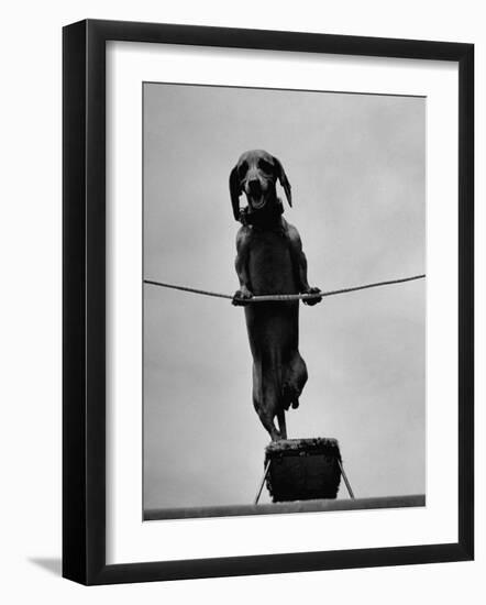 Dachshund in Training-Hansel Mieth-Framed Photographic Print