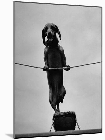 Dachshund in Training-Hansel Mieth-Mounted Photographic Print