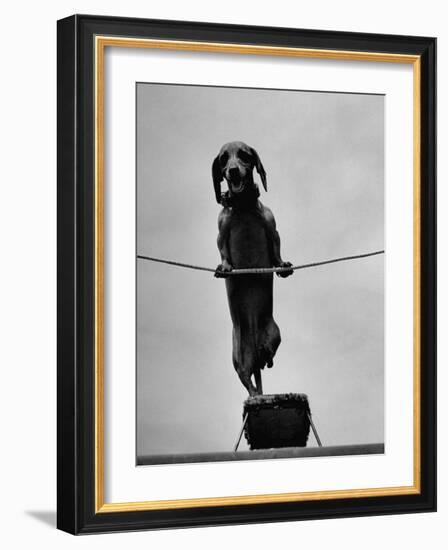 Dachshund in Training-Hansel Mieth-Framed Photographic Print