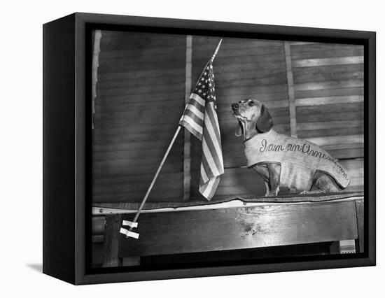 Dachshund Looking At American Flag-Bettmann-Framed Premier Image Canvas