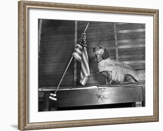 Dachshund Looking At American Flag-Bettmann-Framed Photographic Print