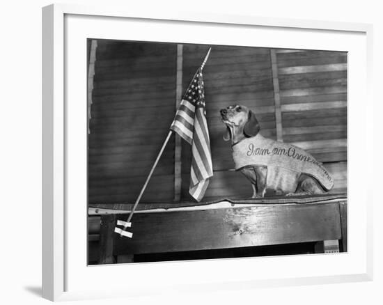 Dachshund Looking At American Flag-Bettmann-Framed Photographic Print