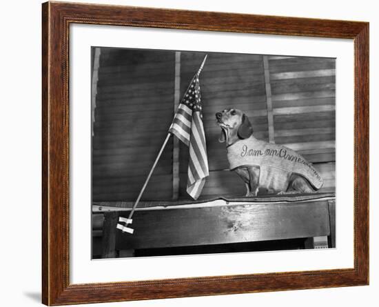 Dachshund Looking At American Flag-Bettmann-Framed Photographic Print