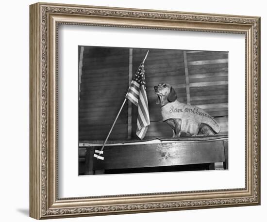 Dachshund Looking At American Flag-Bettmann-Framed Photographic Print