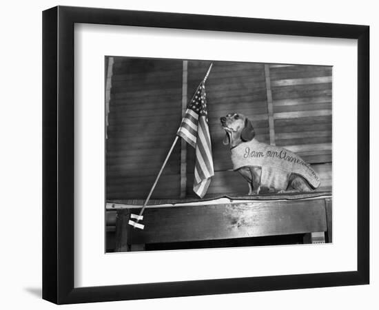 Dachshund Looking At American Flag-Bettmann-Framed Photographic Print