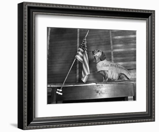 Dachshund Looking At American Flag-Bettmann-Framed Photographic Print