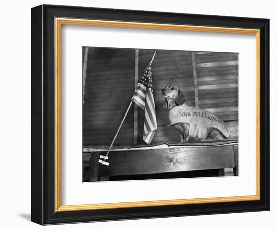 Dachshund Looking At American Flag-Bettmann-Framed Photographic Print