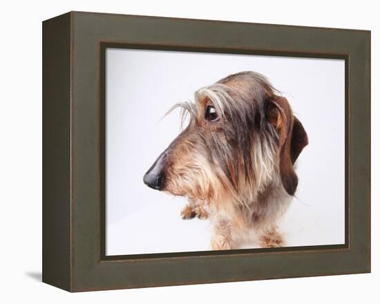 Dachshund Looking Away-Ted Horowitz-Framed Premier Image Canvas