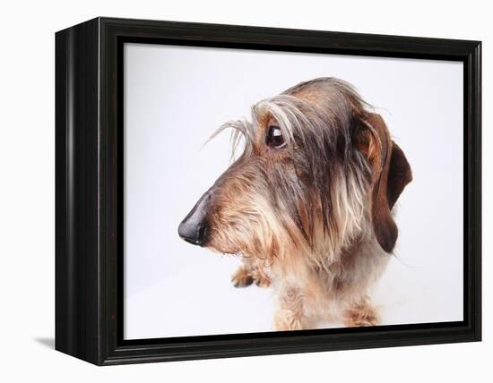 Dachshund Looking Away-Ted Horowitz-Framed Premier Image Canvas