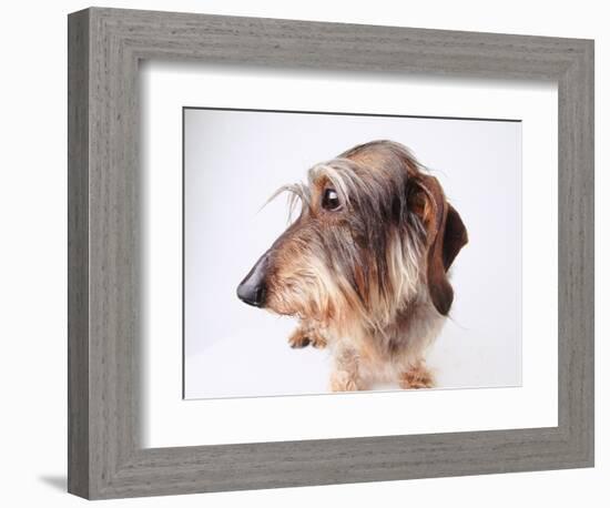 Dachshund Looking Away-Ted Horowitz-Framed Photographic Print