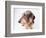 Dachshund Looking Away-Ted Horowitz-Framed Photographic Print