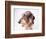 Dachshund Looking Away-Ted Horowitz-Framed Photographic Print