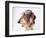 Dachshund Looking Away-Ted Horowitz-Framed Photographic Print