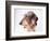 Dachshund Looking Away-Ted Horowitz-Framed Photographic Print