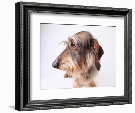 Dachshund Looking Away-Ted Horowitz-Framed Photographic Print