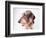 Dachshund Looking Away-Ted Horowitz-Framed Photographic Print