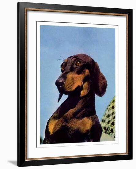 "Dachshund,"May 14, 1938-Ivan Dmitri-Framed Giclee Print