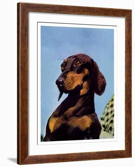 "Dachshund,"May 14, 1938-Ivan Dmitri-Framed Giclee Print