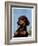 "Dachshund,"May 14, 1938-Ivan Dmitri-Framed Giclee Print