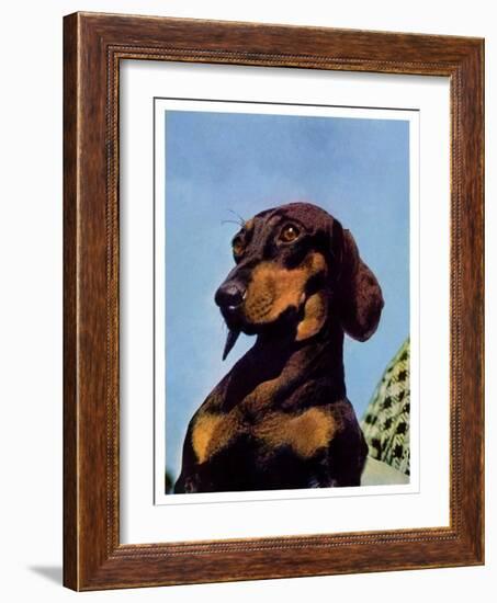 "Dachshund,"May 14, 1938-Ivan Dmitri-Framed Giclee Print