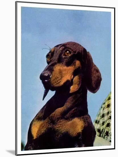 "Dachshund,"May 14, 1938-Ivan Dmitri-Mounted Giclee Print