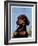 "Dachshund,"May 14, 1938-Ivan Dmitri-Framed Giclee Print