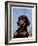 "Dachshund,"May 14, 1938-Ivan Dmitri-Framed Giclee Print